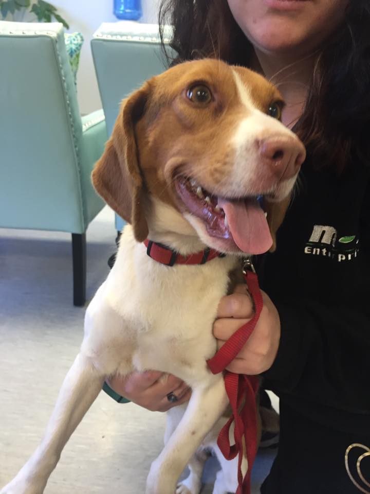 Mishicot Veterinary Clinic Mishicot, WI Services